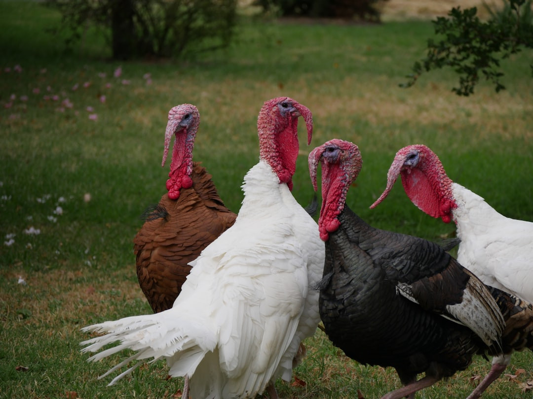 Why Different Names? What Do You Call a Group of Turkeys? From Gangs to Rafts Explained