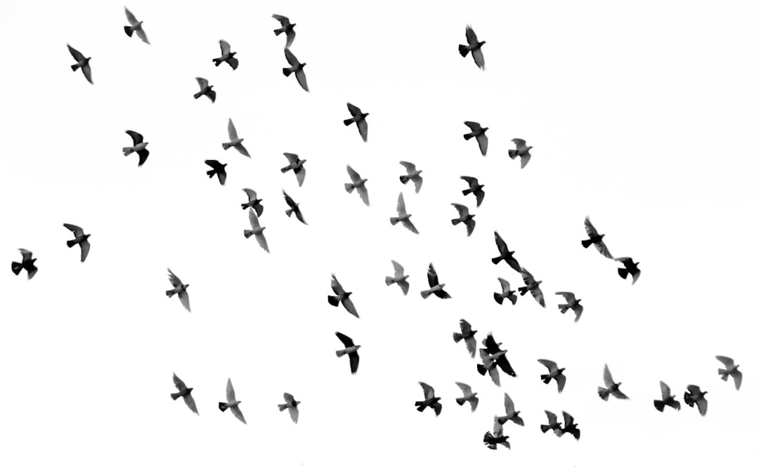 Why do birds not fly at night? Can Birds See At Night? (All You Need To Know) Uncovered Today