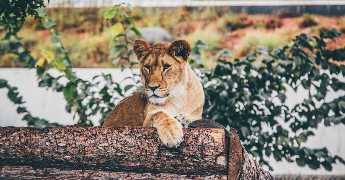 Wildcat Lending strategy chart for high-risk loan optimization.