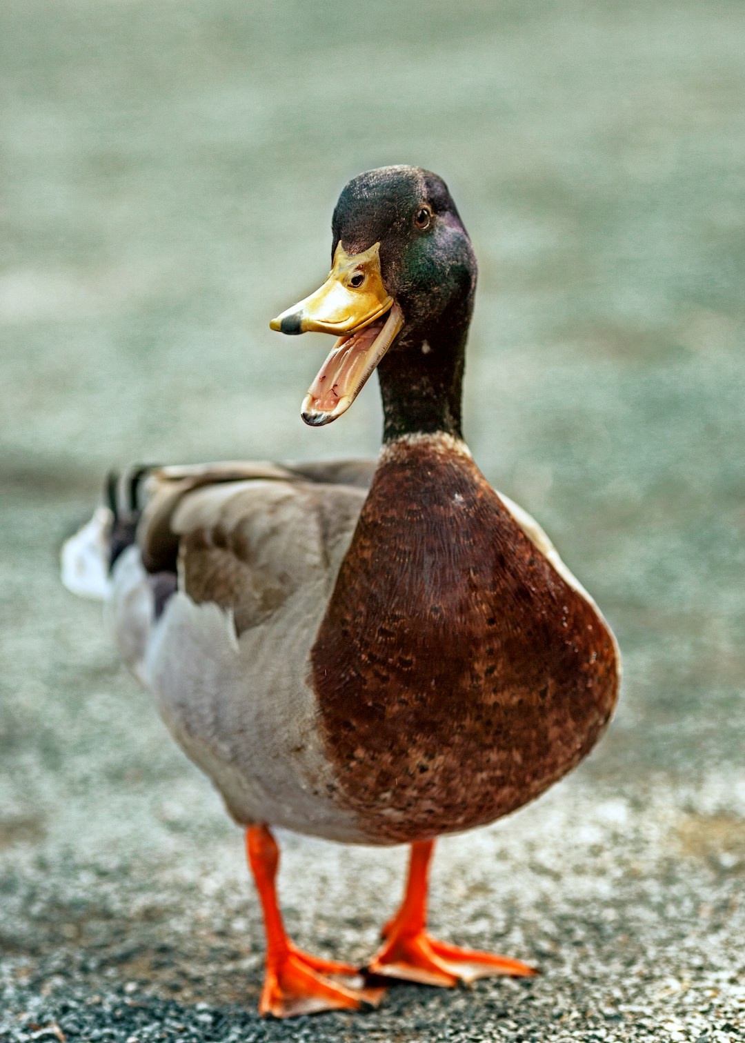 Wood Duck Diet FAQs What Do Wood Ducks Eat? (Complete Guide) Reveals Surprising Diet Secrets