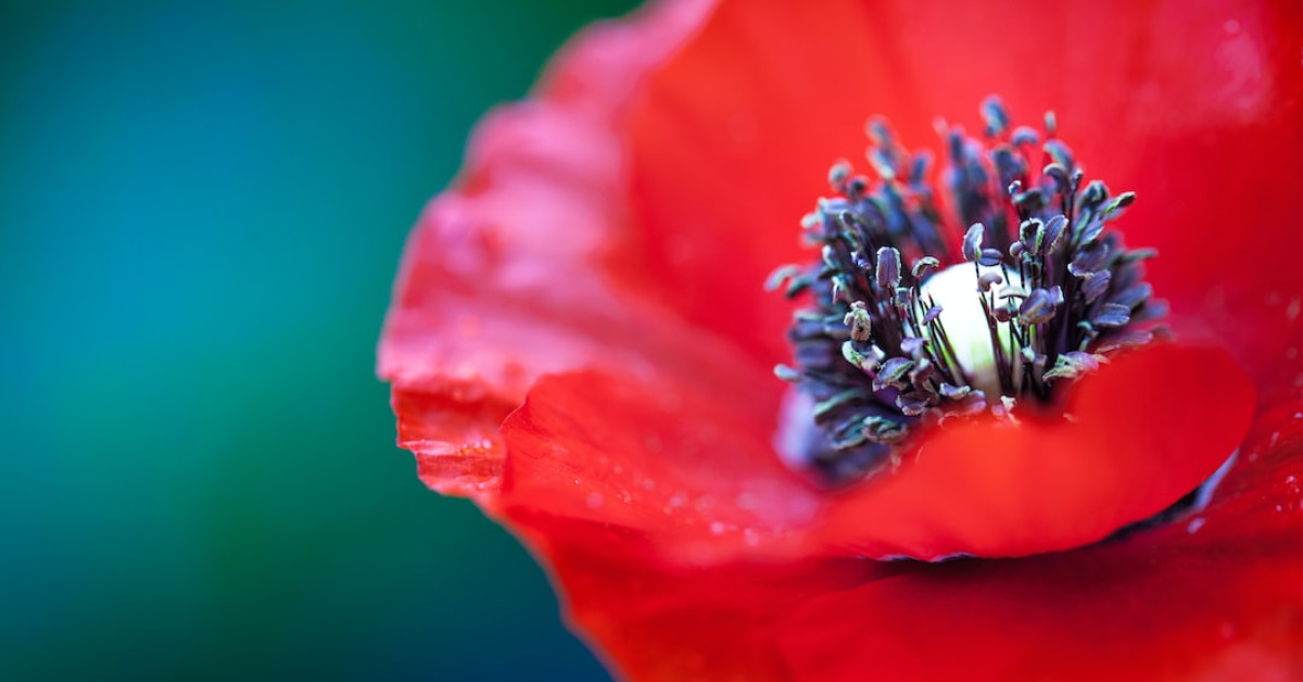 Lemon poppy seed muffins on white plate for healthy snack.