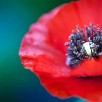 Lemon poppy seed muffins on white plate for healthy snack. Lemon poppy seed muffins on white plate for healthy snack.